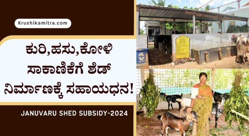 Kuri shed subsidy-ಕುರಿ,ಹಸು,ಕೋಳಿ ಸಾಕಾಣಿಕೆಗೆ ಶೆಡ್ ನಿರ್ಮಾಣಕ್ಕೆ ರೂ 57,000 ಸಬ್ಸಿಡಿ ಪಡೆಯಲು ಅರ್ಜಿ!