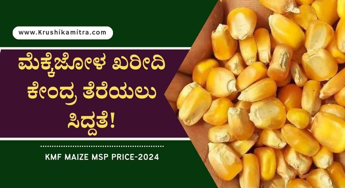 Maize msp price