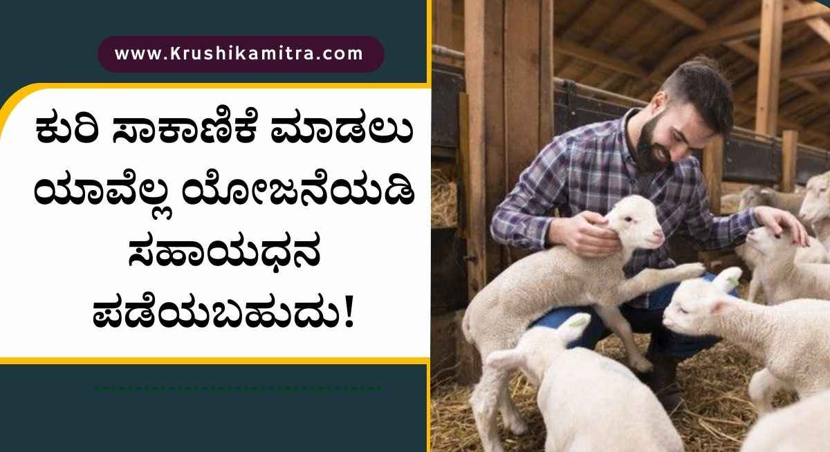 Sheep farming subsidy