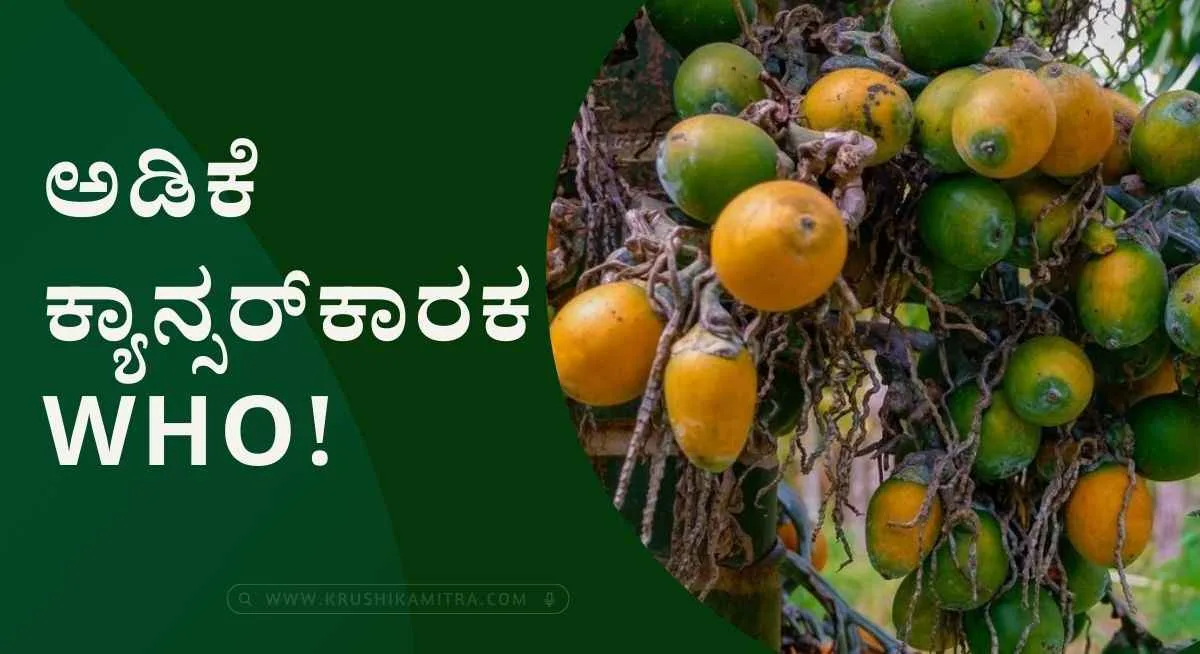 WHO Arecanut news- ರೈತರಲ್ಲಿ ಅತಂಕ ಮೂಡಿಸಿದ WHOದ ಅಡಿಕೆ ಕ್ಯಾನ್ಸರ್‌ಕಾರಕ ವರದಿ!